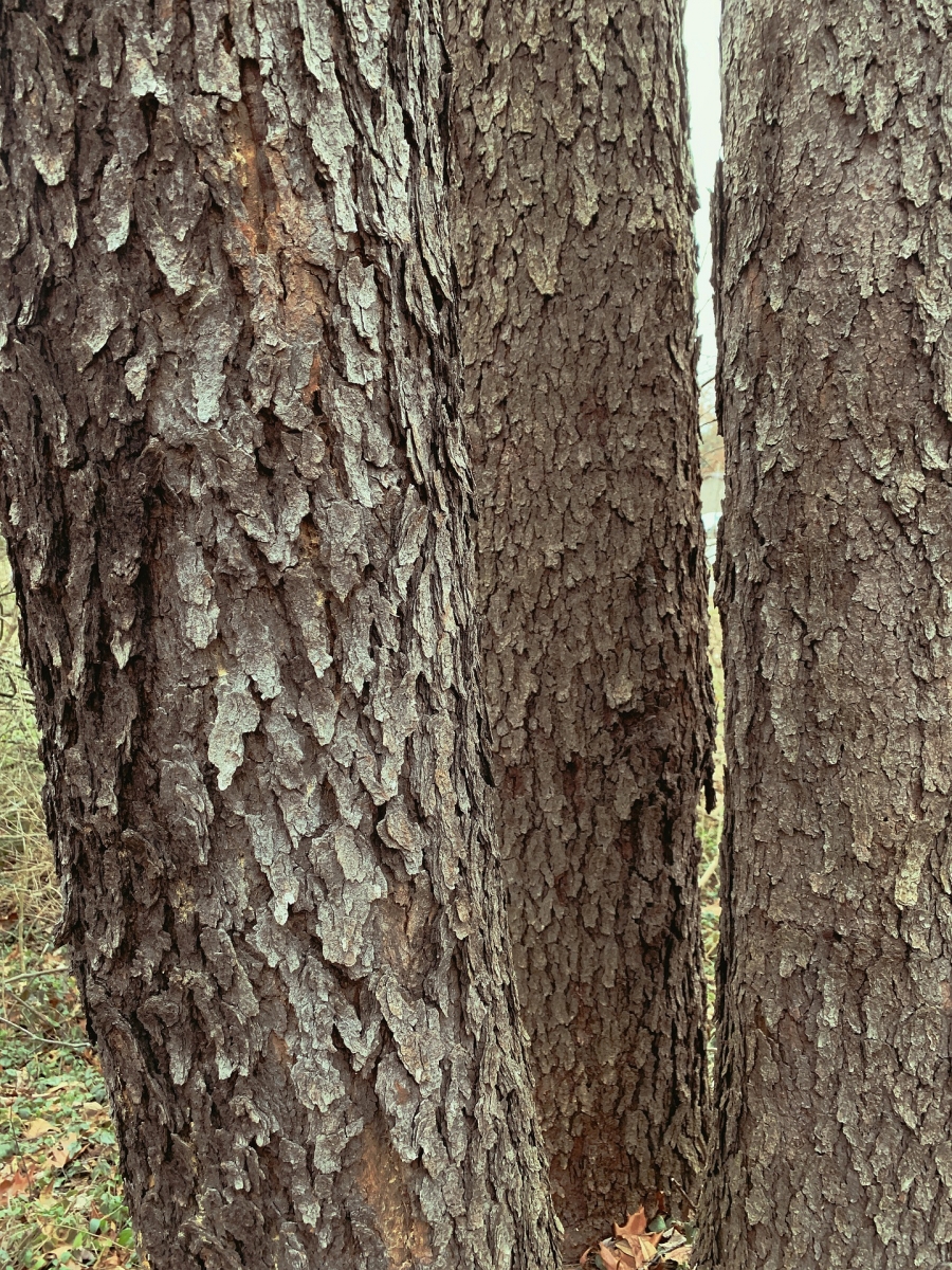 Cerisier tardif - Prunus serotina