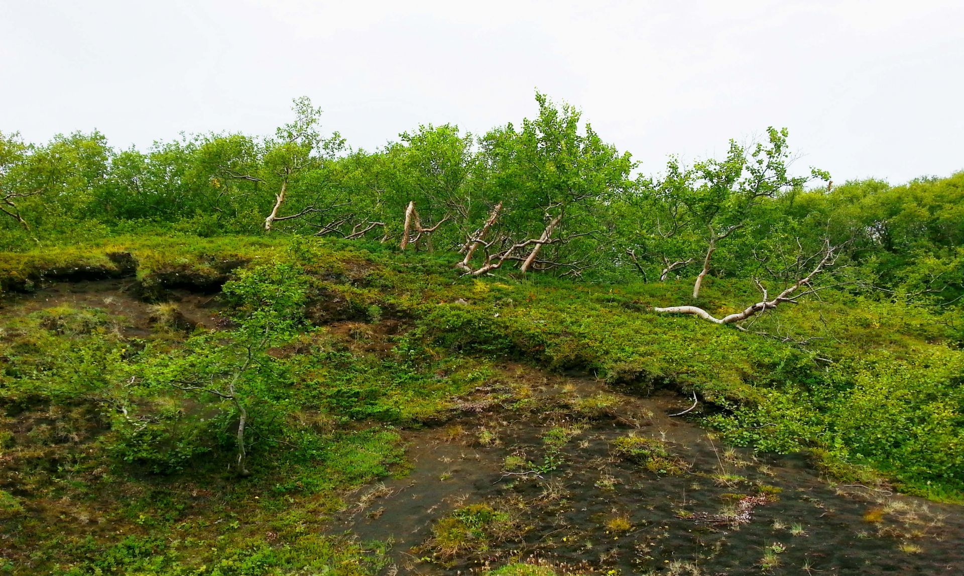 Bouleau nain - credit Cyril Gautreau