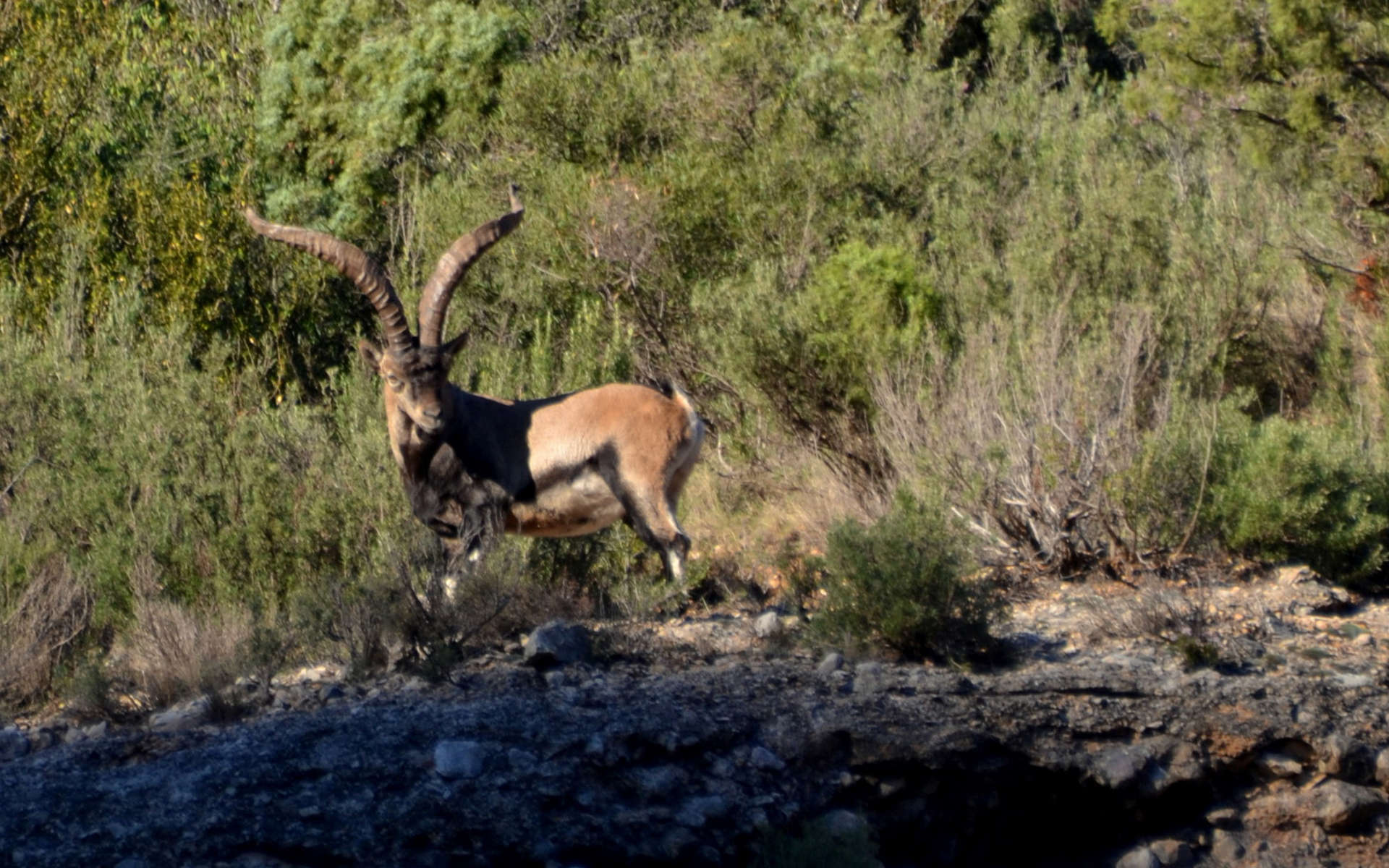 Bouquetin d'Espagne (Crédits: Birdwatching Barcelona - Flickr)