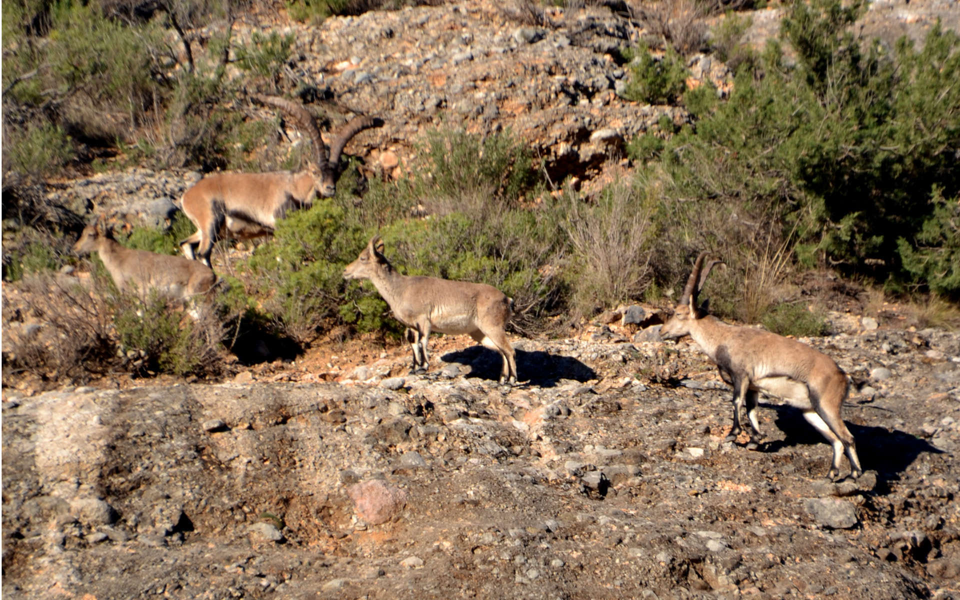 Bouquetin d'Espagne (Crédits: Birdwatching Barcelona - Flickr)