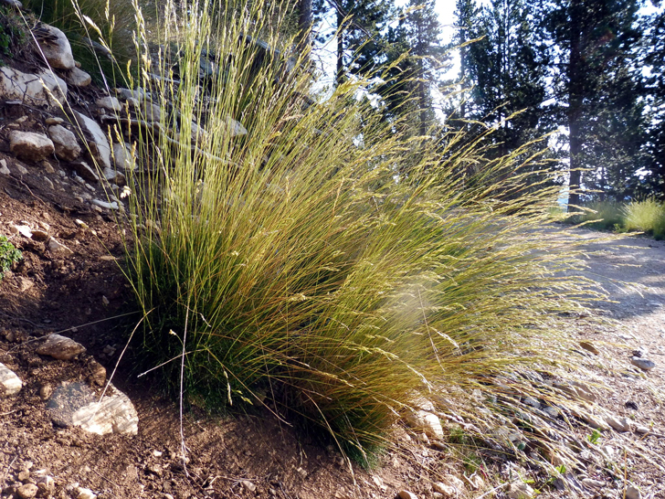 Brachypode de Phénicie (crédits Isidre Blanc)