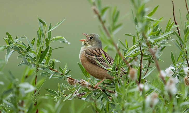 Bruant ortolan (Crédits: Sergey Pisarevskiy - flickr)