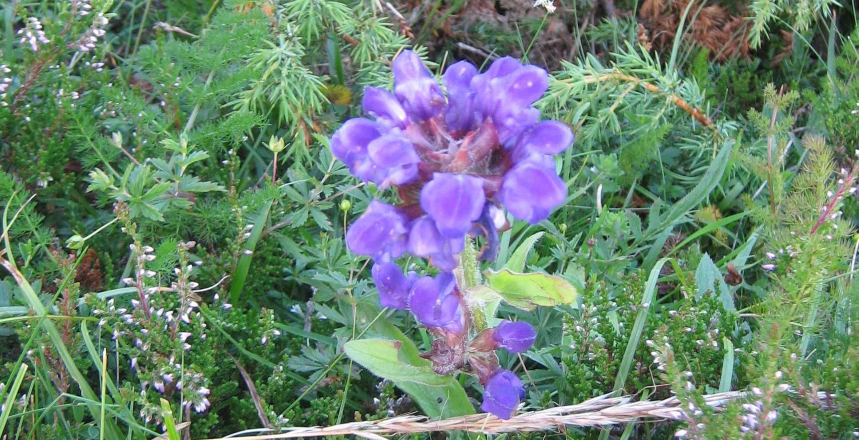 Brunelle à grandes fleurs(crédits: evelyne Liauzun)