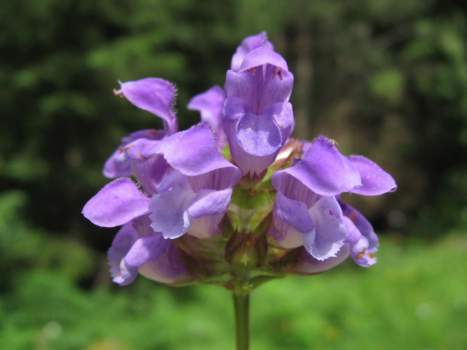 Brunelle à grandes fleurs(crédits: evelyne Liauzun)