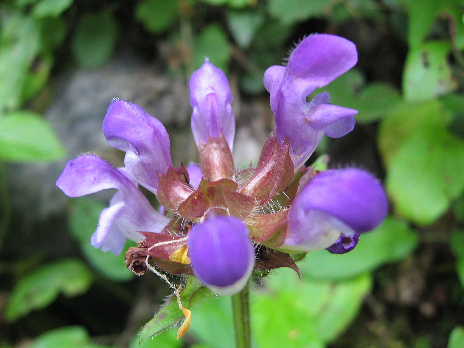 Brunelle à grandes fleurs(crédits: evelyne Liauzun)