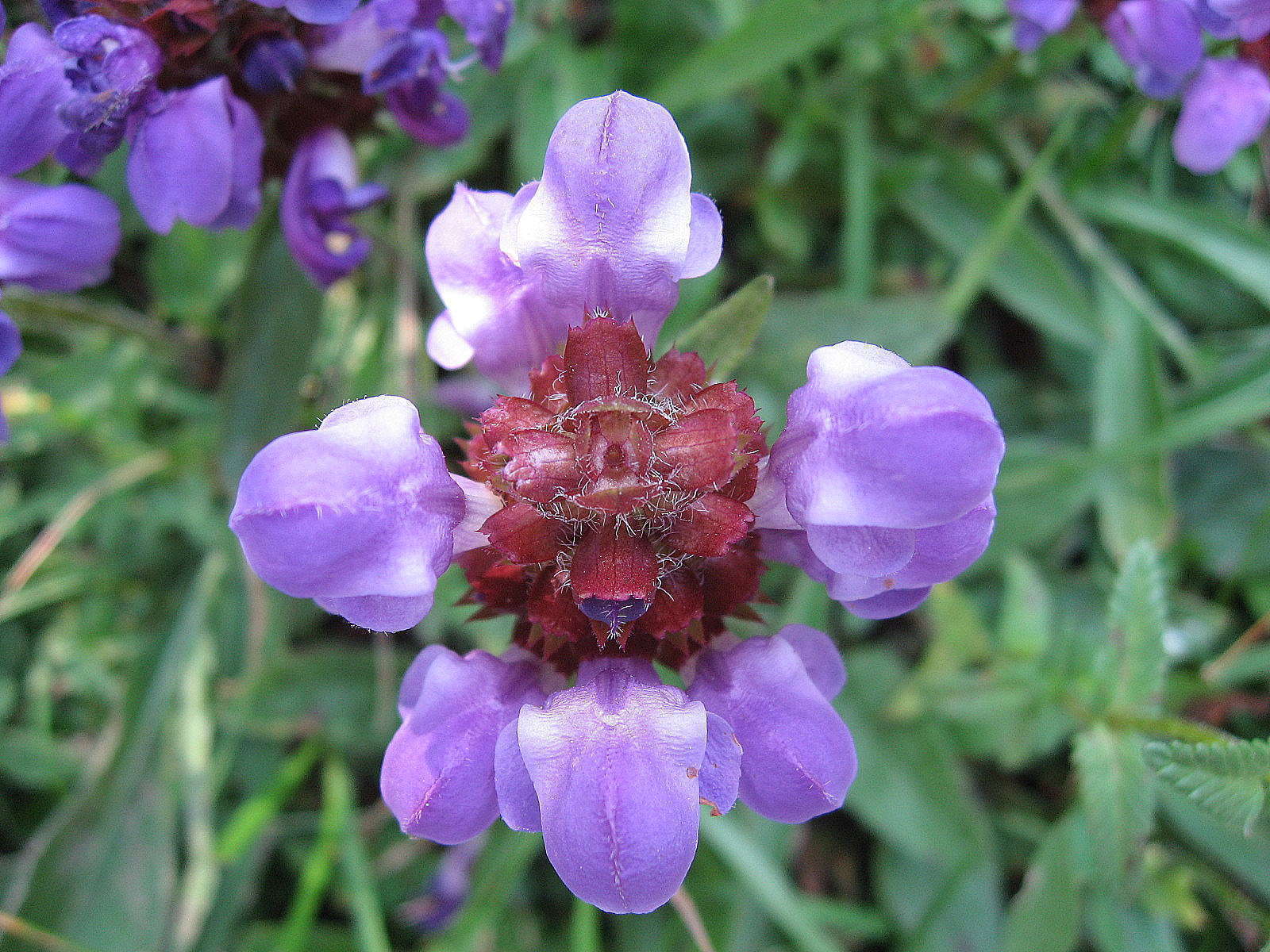 Brunelle à grandes fleurs(crédits: evelyne Liauzun)