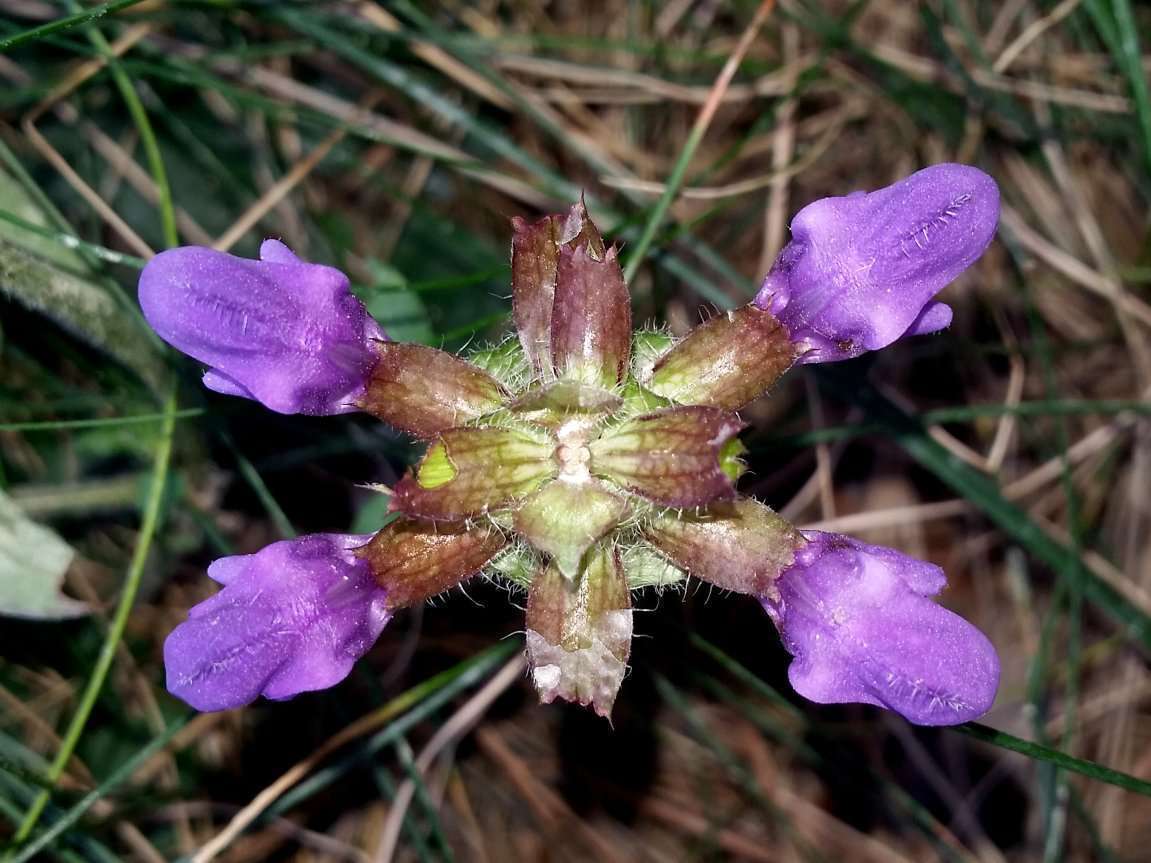 Brunelle à grandes fleurs(crédits: evelyne Liauzun)