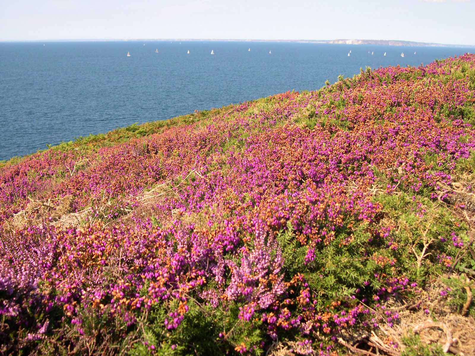 Bruyère cendrée (Crédits : photothèque Bretagne Vivante-sepnb)