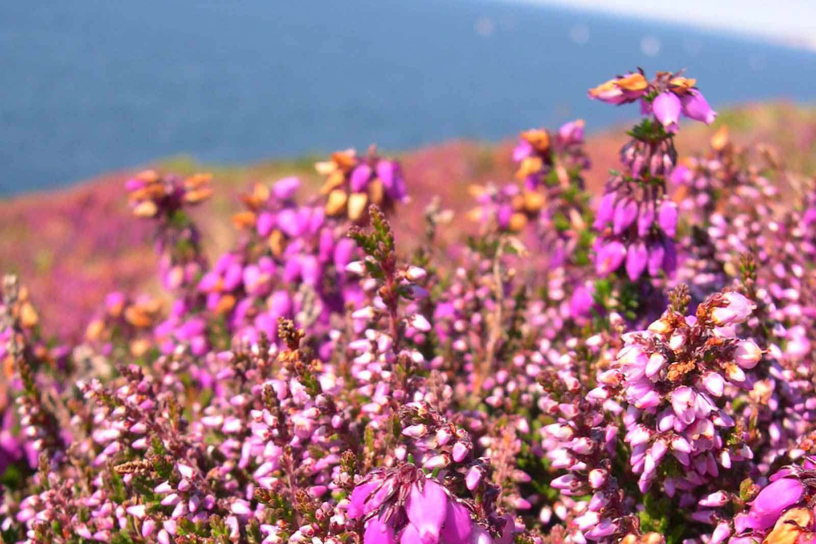 Bruyère cendrée (Crédits : photothèque Bretagne Vivante-sepnb)