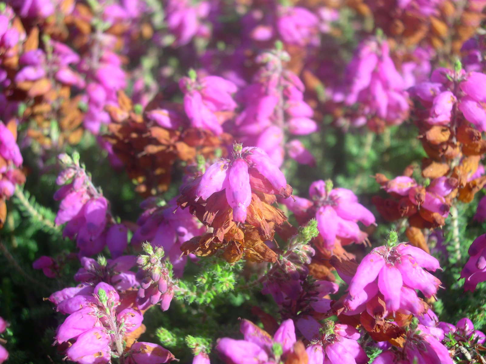 Bruyère ciliée (Crédits : photothèque Bretagne Vivante-sepnb)