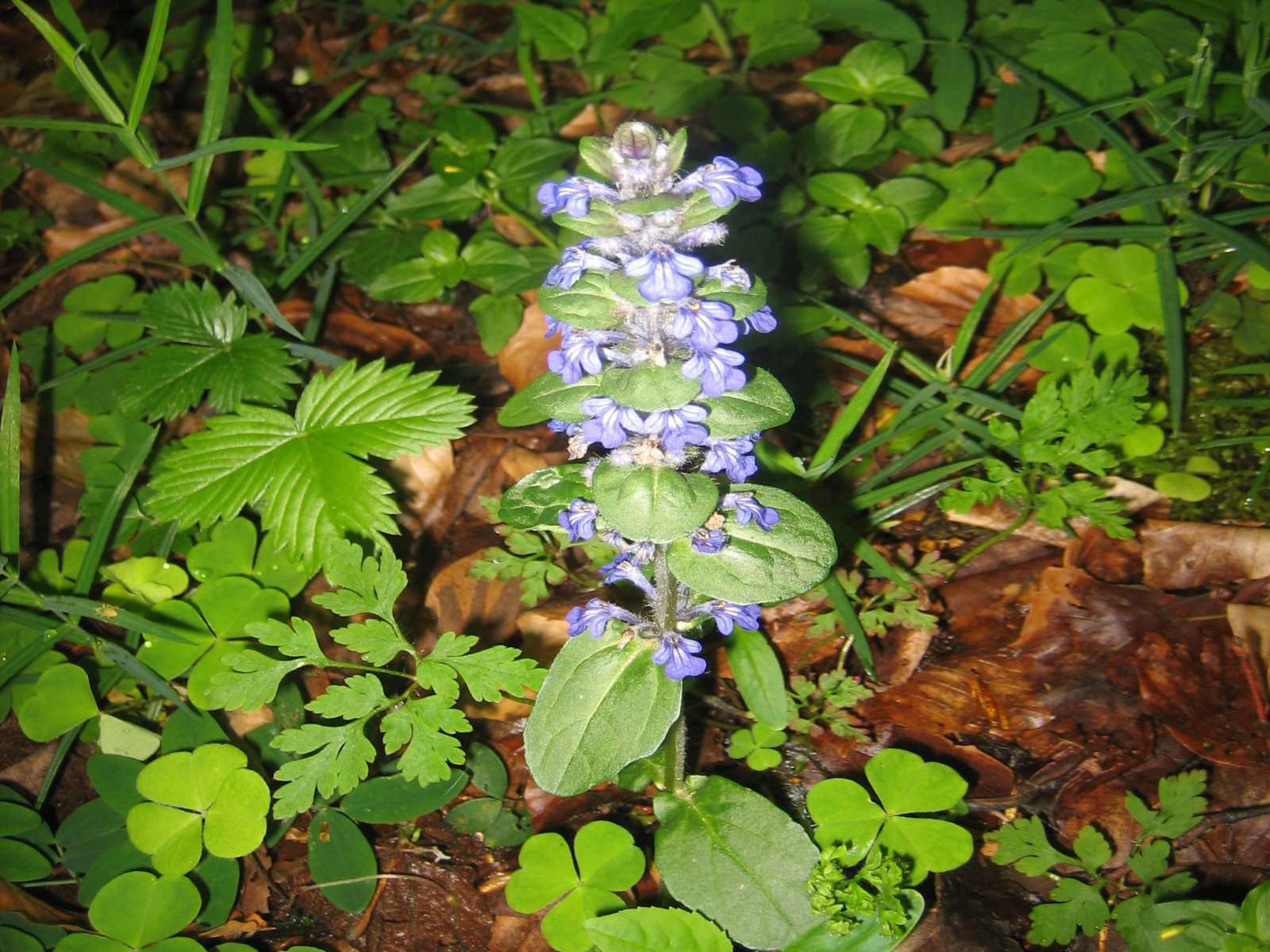 Bugle rampante (crédits: Evelyne Liauzun)