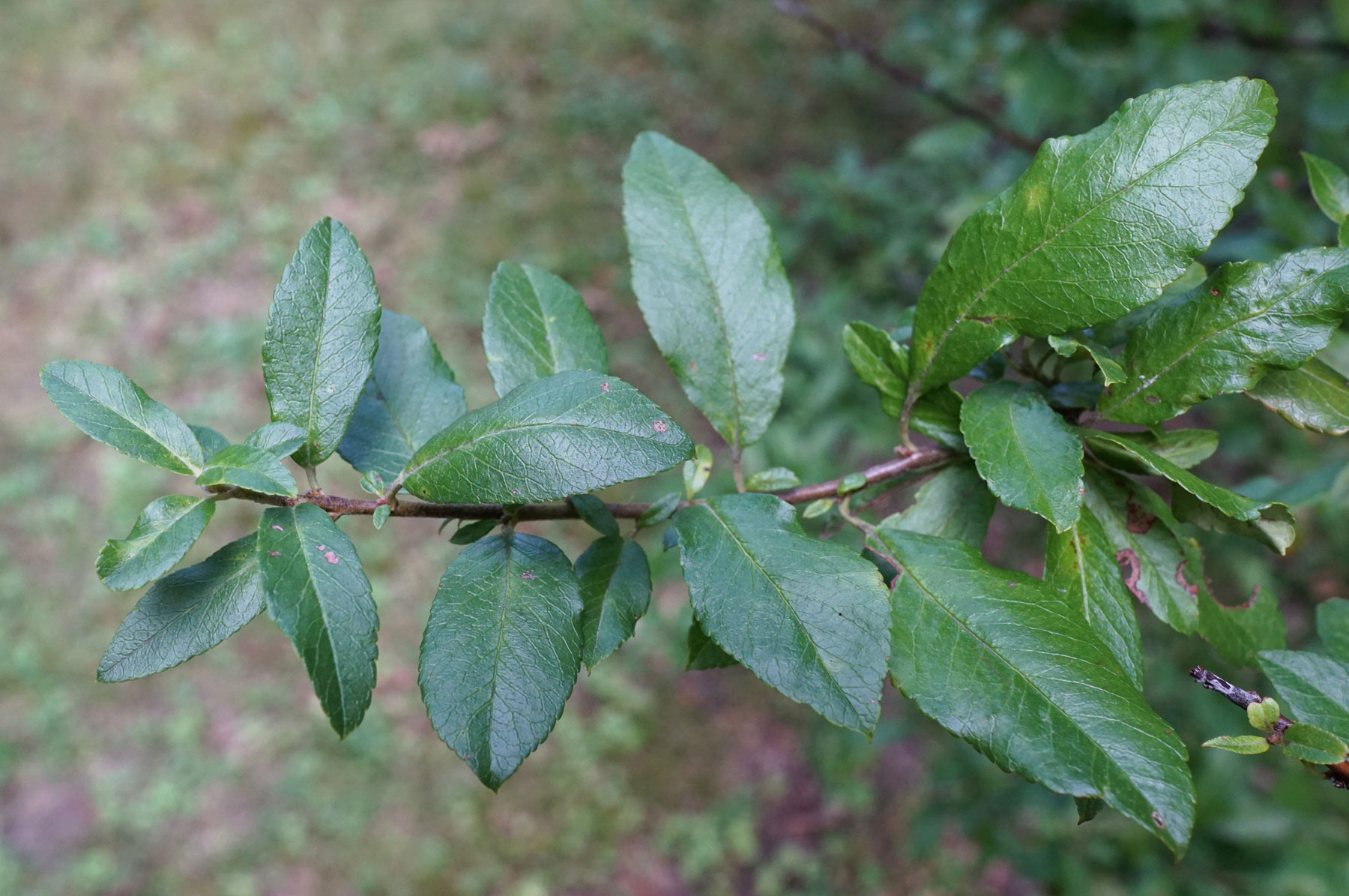 Buisson Ardent - rameau. Crédits : Plant Image Library - Flickr