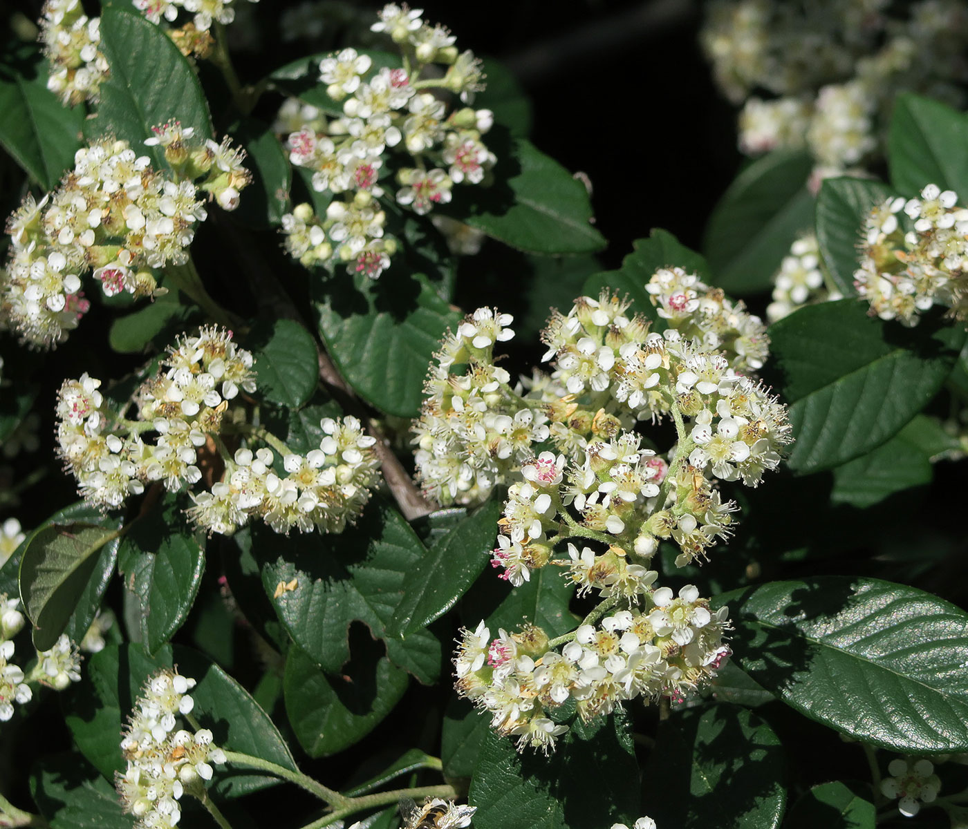 Buisson Ardent - Fleurs. Crédits : John Rusk - Flickr