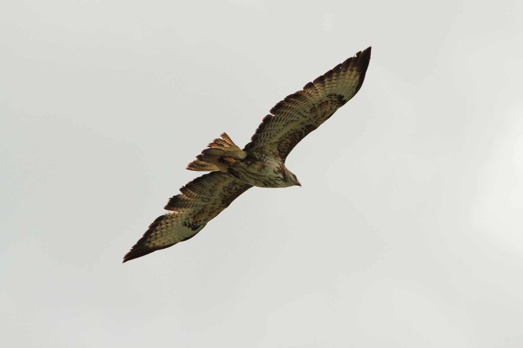 Buse variable