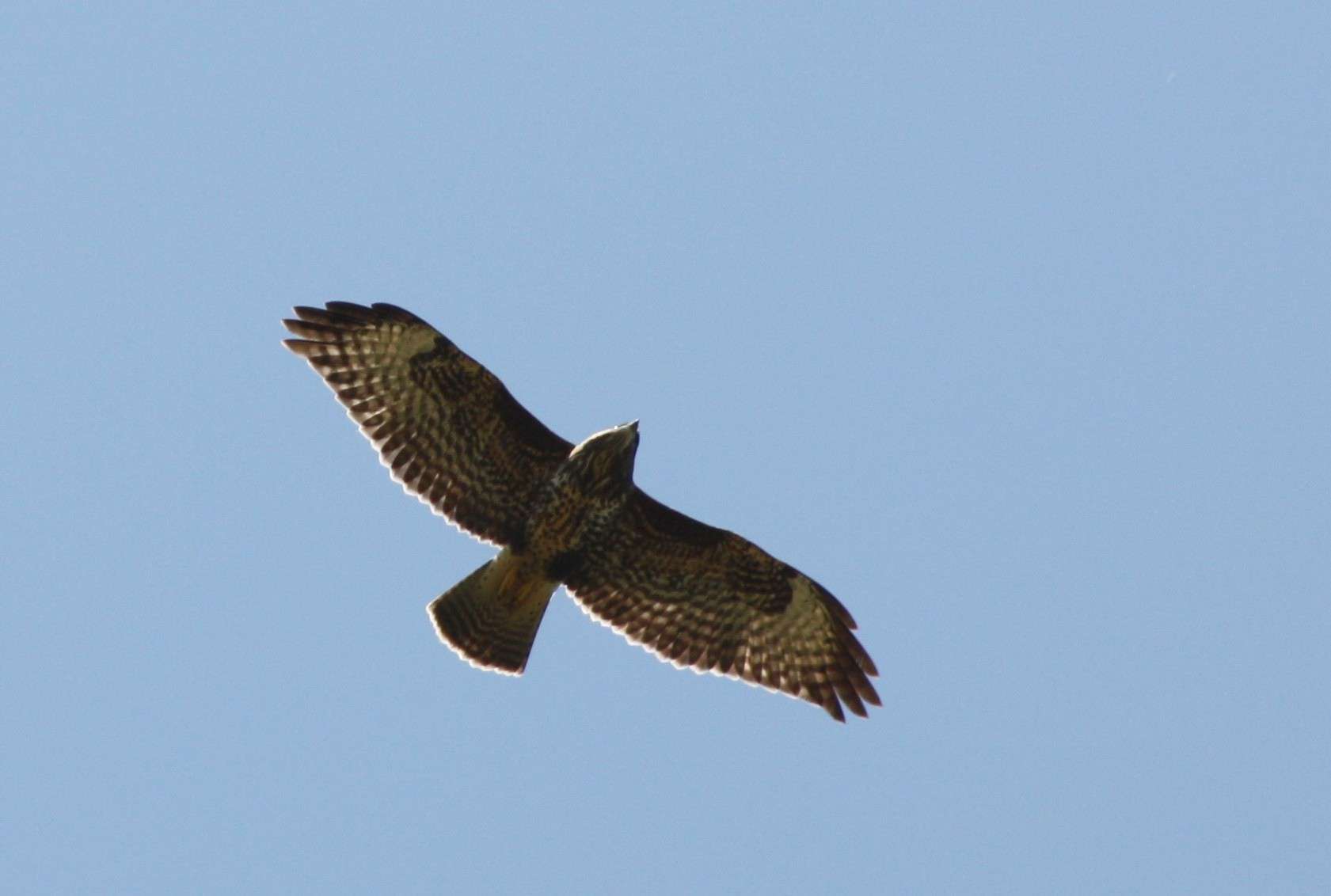 Buse variable