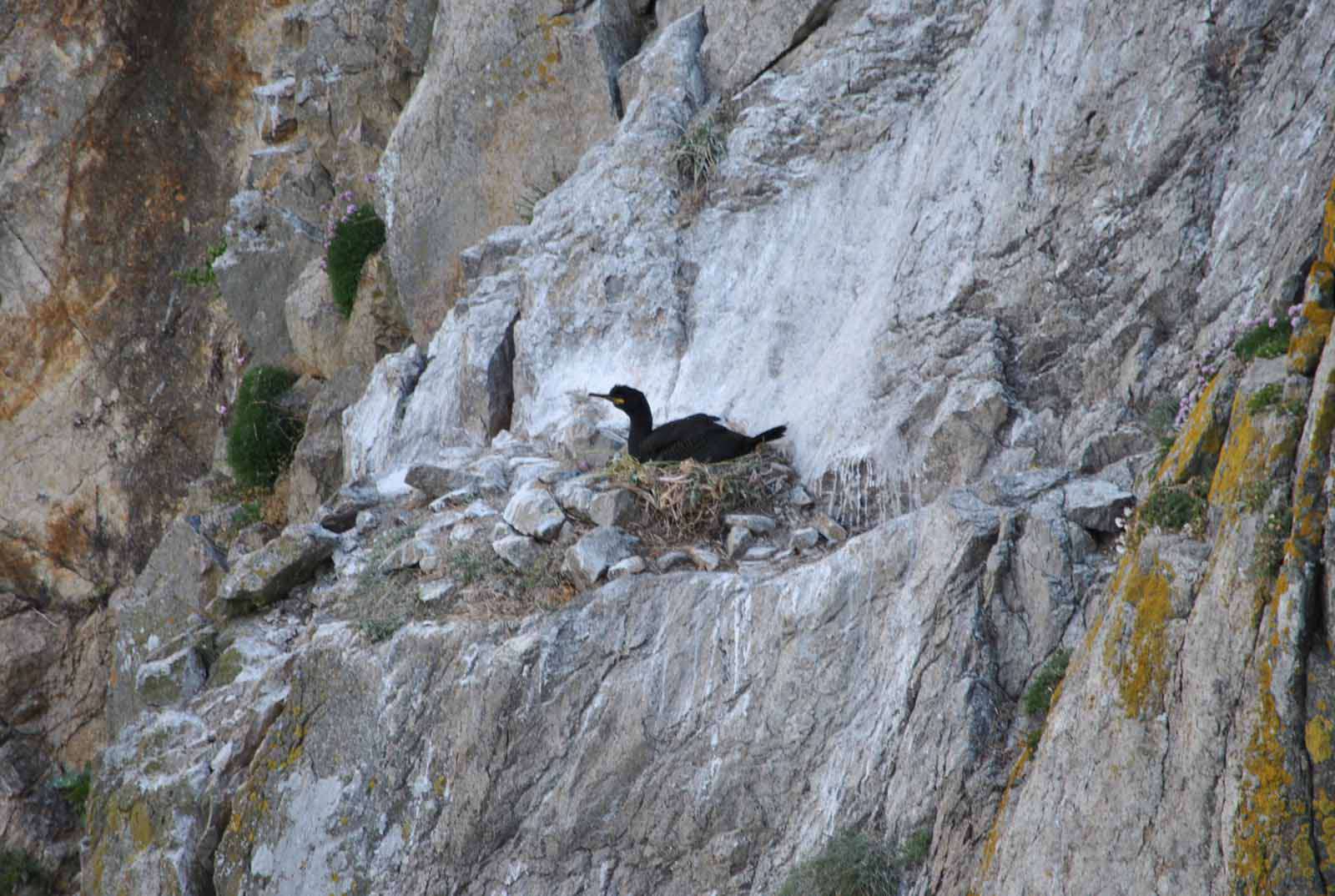 Cormoran huppé - Crédit: photothèque Bretagne Vivante-sepnb