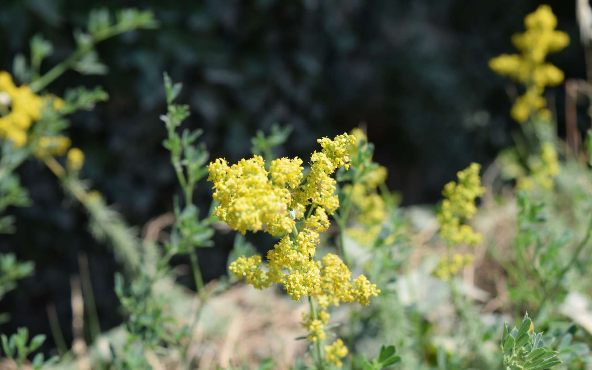 Caille-lait jaune - fleurs (Crédits : Léa Charbonnier)