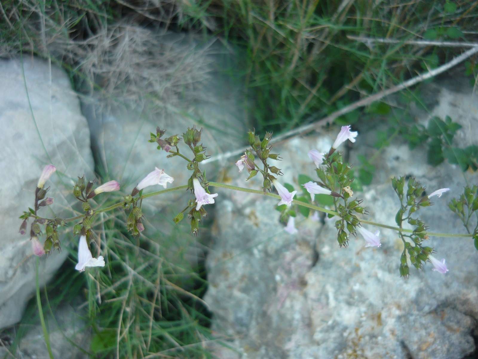 Vue générale de Calamintha nepeta ©Nicolas Manas