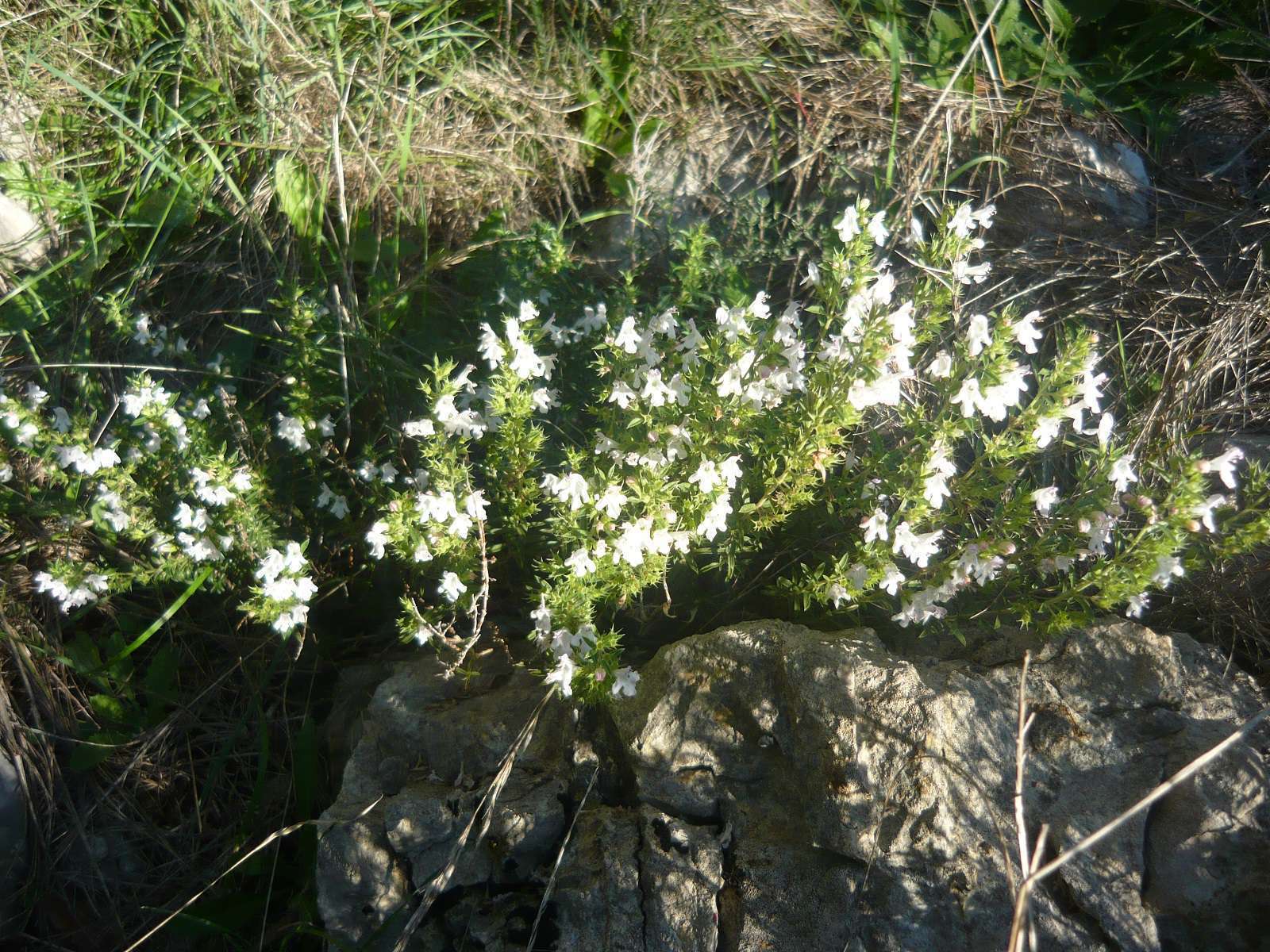 Vue générale de Calamintha nepeta ©Nicolas Manas