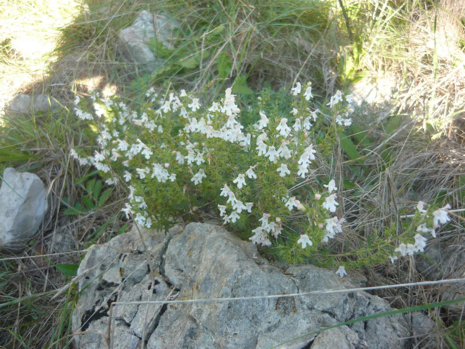 Vue générale de Calamintha nepeta ©Nicolas Manas