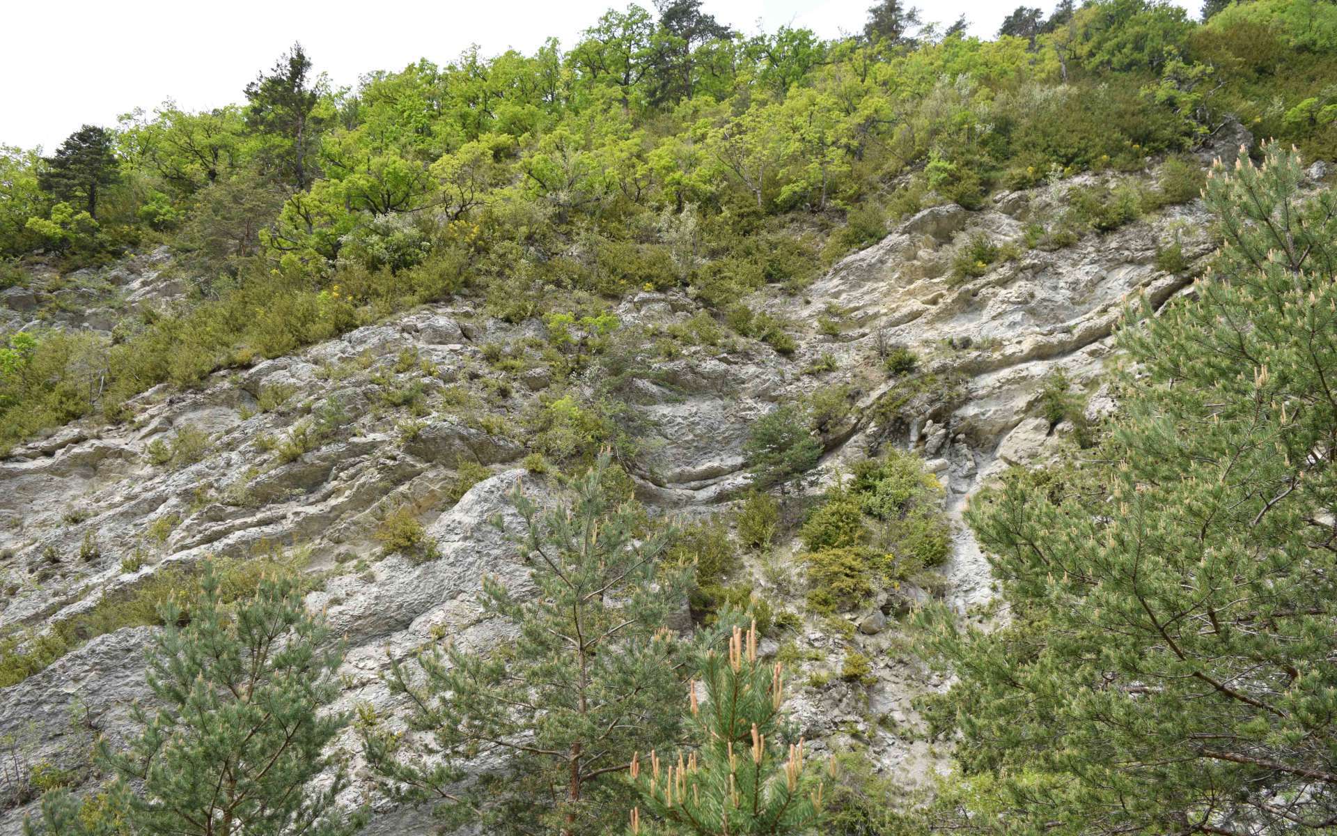 Tuf calcaire de l'Epine (Crédits : Sabine Meneut)