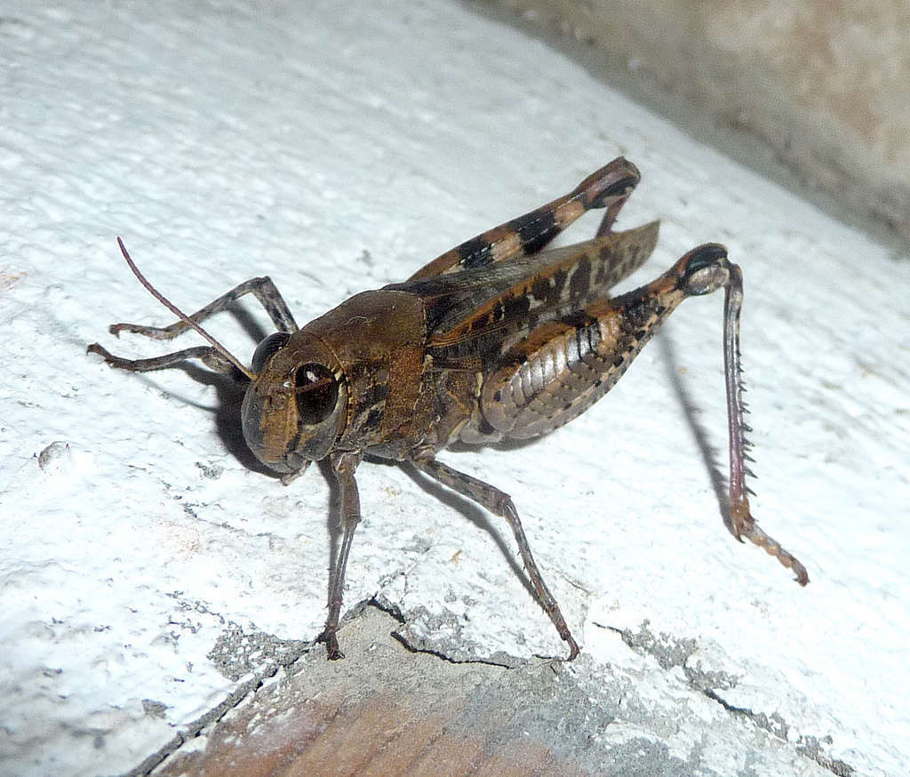 Caloptène ochracé