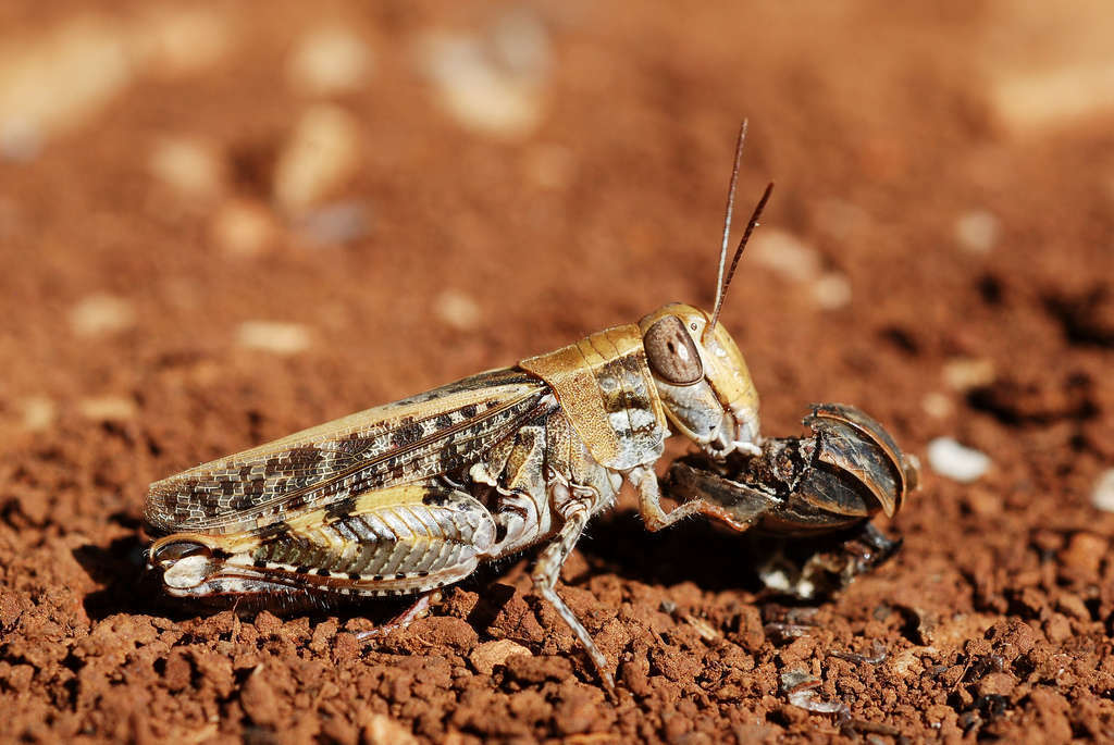 Caloptène ochracé