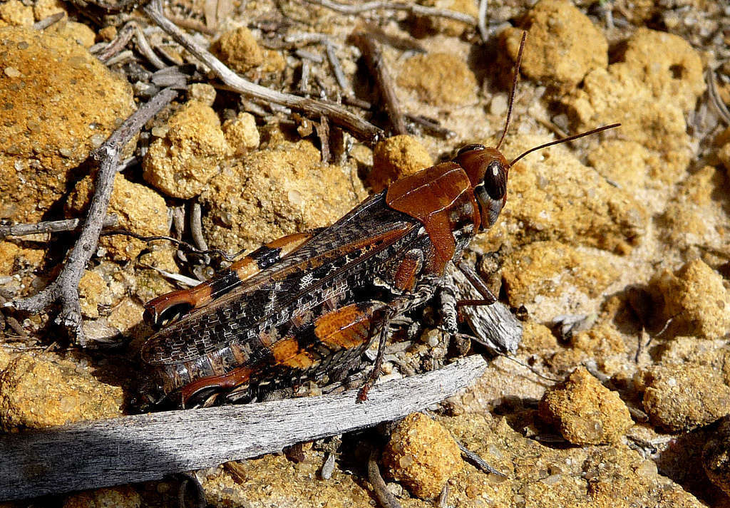 Caloptène ochracé