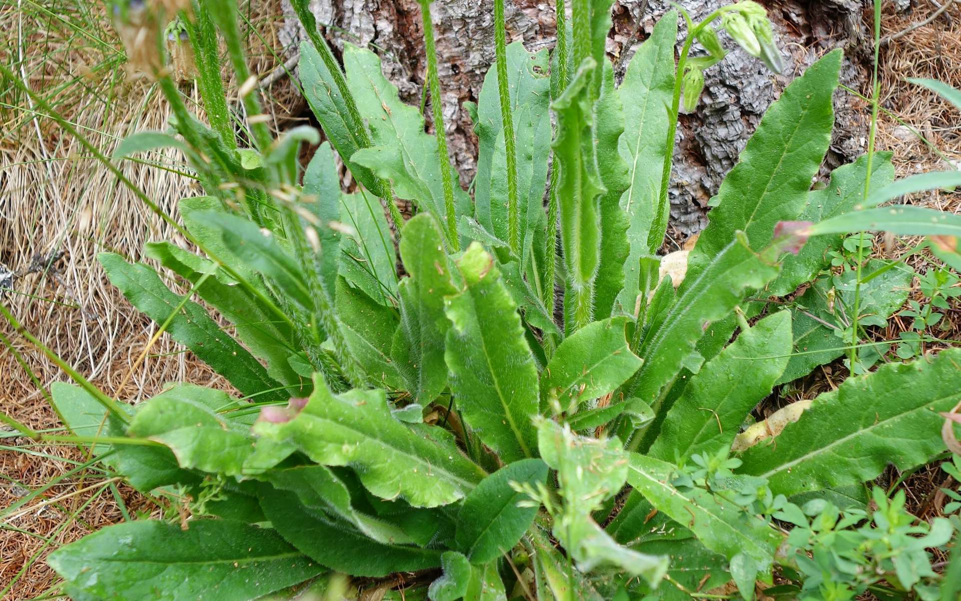 Campanule barbue - rosette de feuilles (Crédits : Cyril Gautreau)