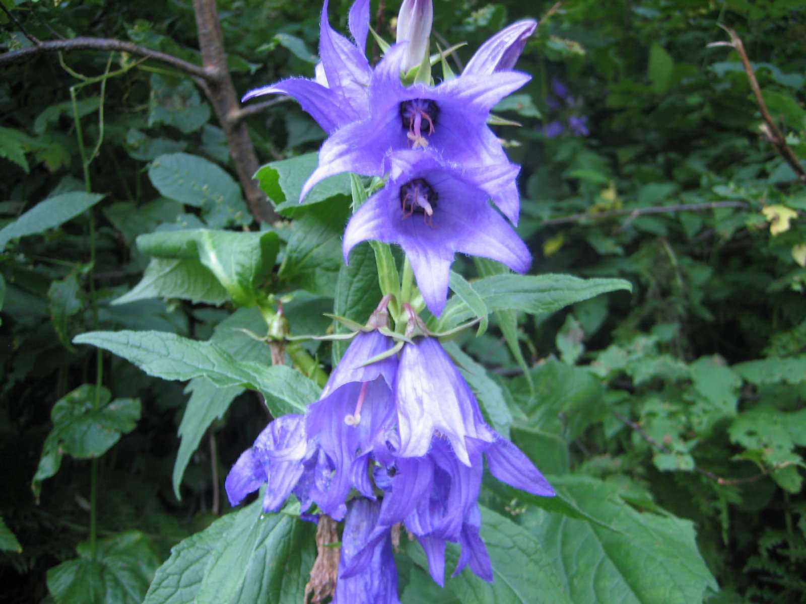 Campanule fausse raiponce (crédits: evelyne Liauzun)