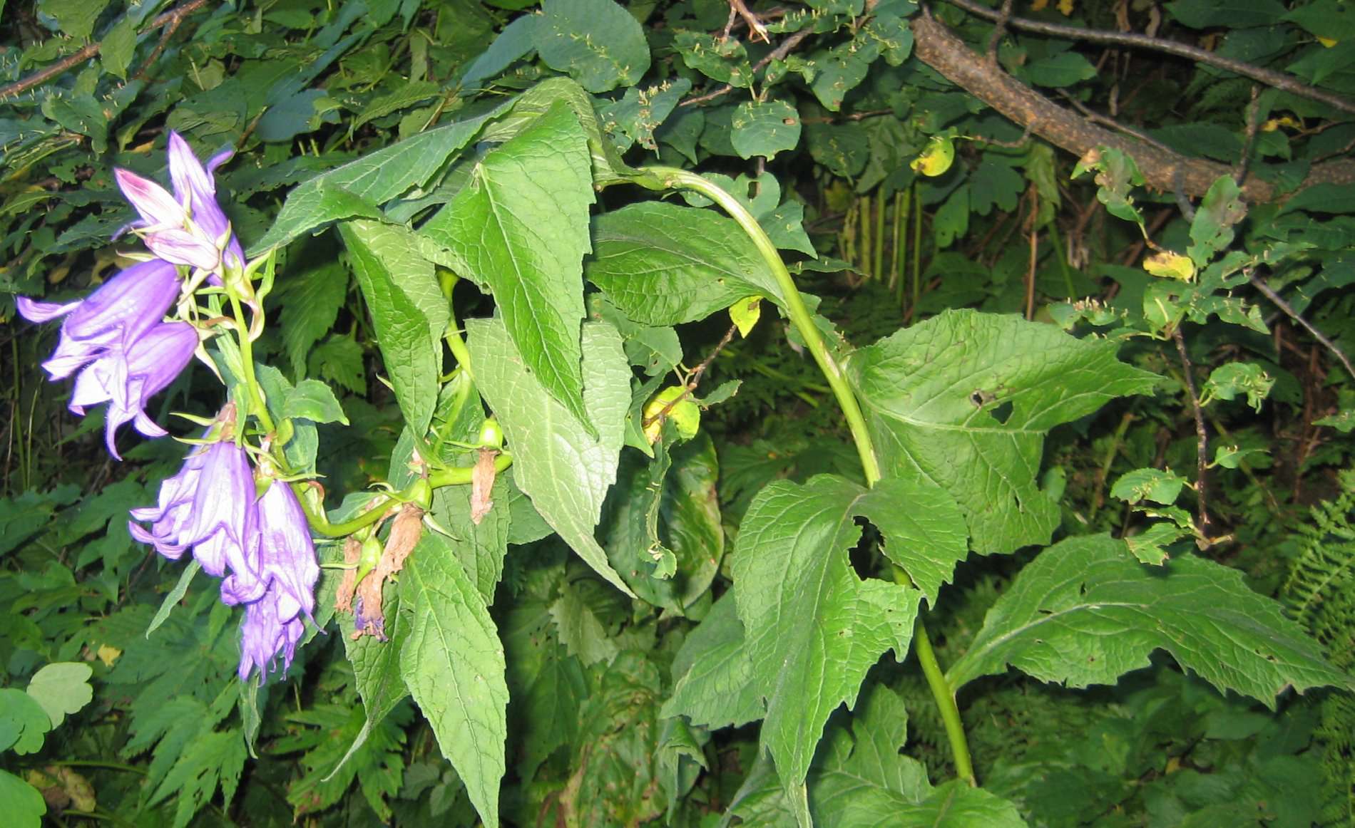 Campanule fausse raiponce (crédits: evelyne Liauzun)