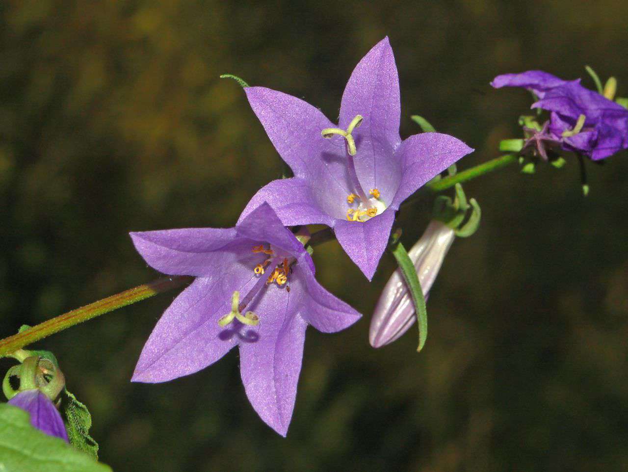 Campanule fausse raiponce (crédits: Vadim Plessky)