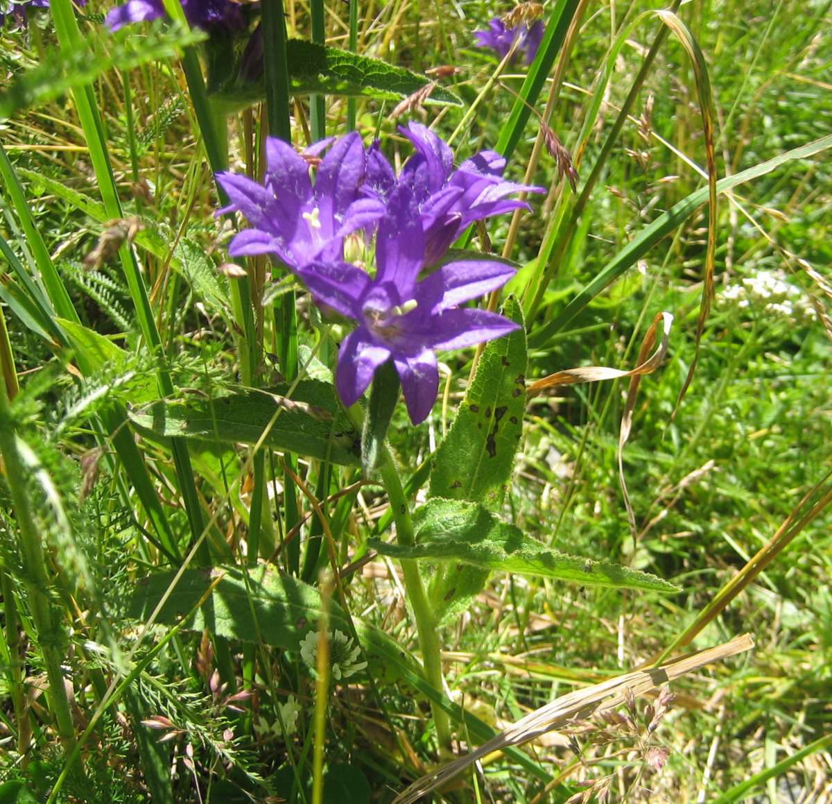 campanule agglomérée (crédit: evelyne Liauzun)