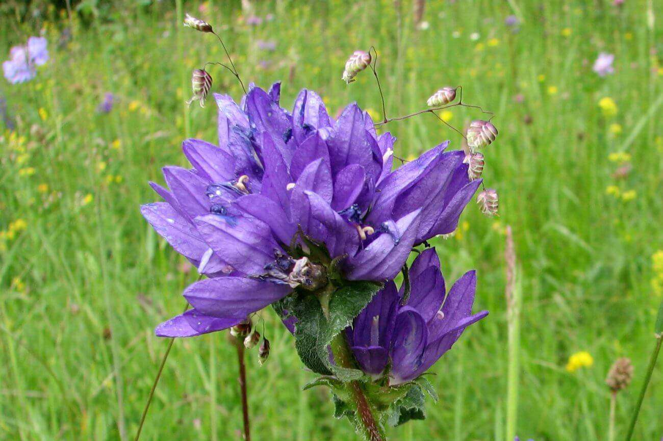 campanule agglomérée (crédit: Flickr_pascal)