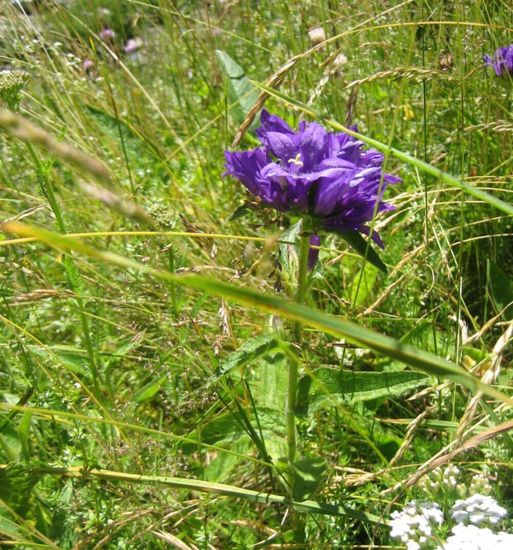 campanule agglomérée (crédit: evelyne Liauzun)