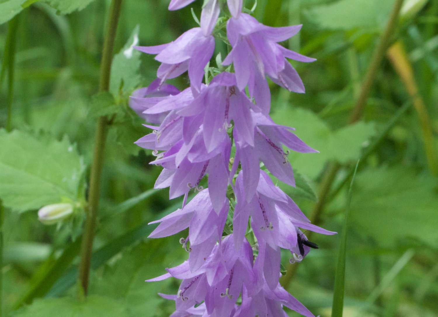 Campanule fausse raiponce (crédits: jean-marie Van der Maren_ flickr) 