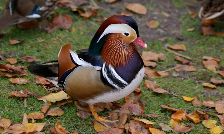 Canard-Mandarin---crédit-Daniel-Jolivet