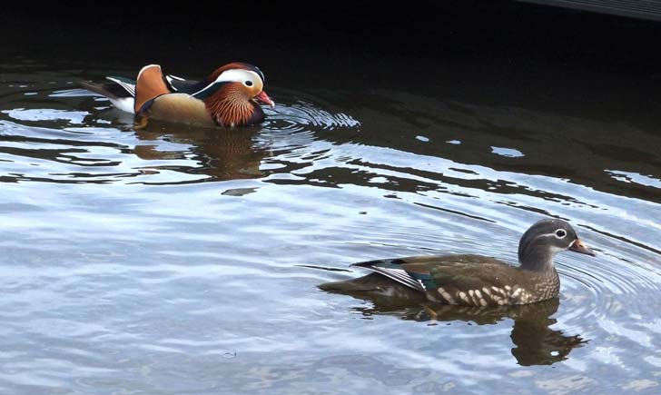 Canard-Mandarin---crédit-Peuplier-