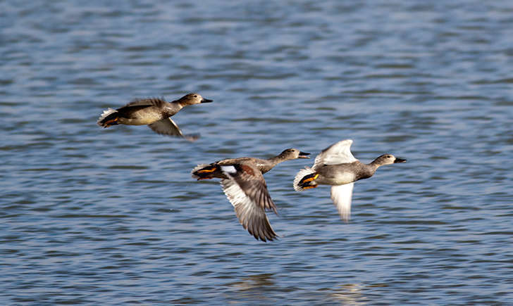 Canard chipeau (Crédits: Andy Vernon - flickr)