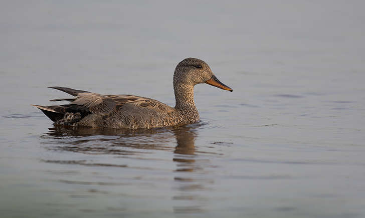 Canard chipeau (Crédits: Dirk-Jan van Roest - flickr)