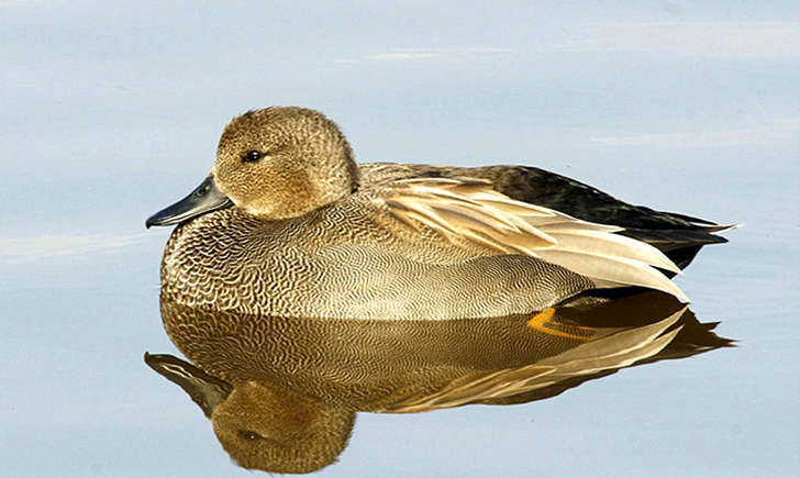 Canard chipeau (Crédits: Ferran Pestana)