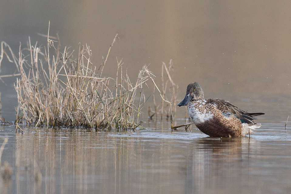 Canard souchet, femelle (Crédits: Guy Magrin)