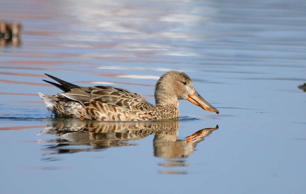 Canard souchet, femelle (Crédits: Luciano_95)