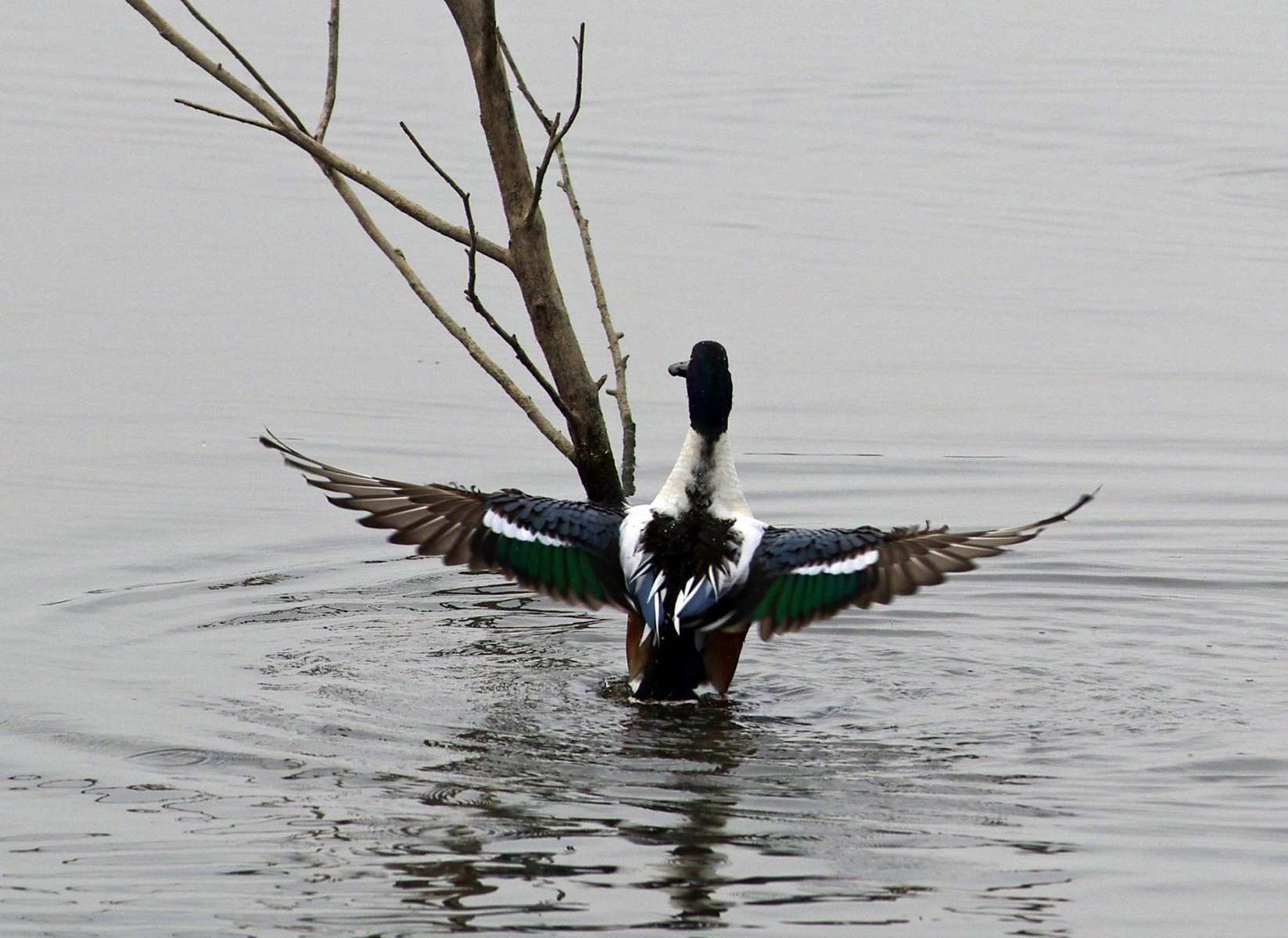 Canard souchet (mâle) 