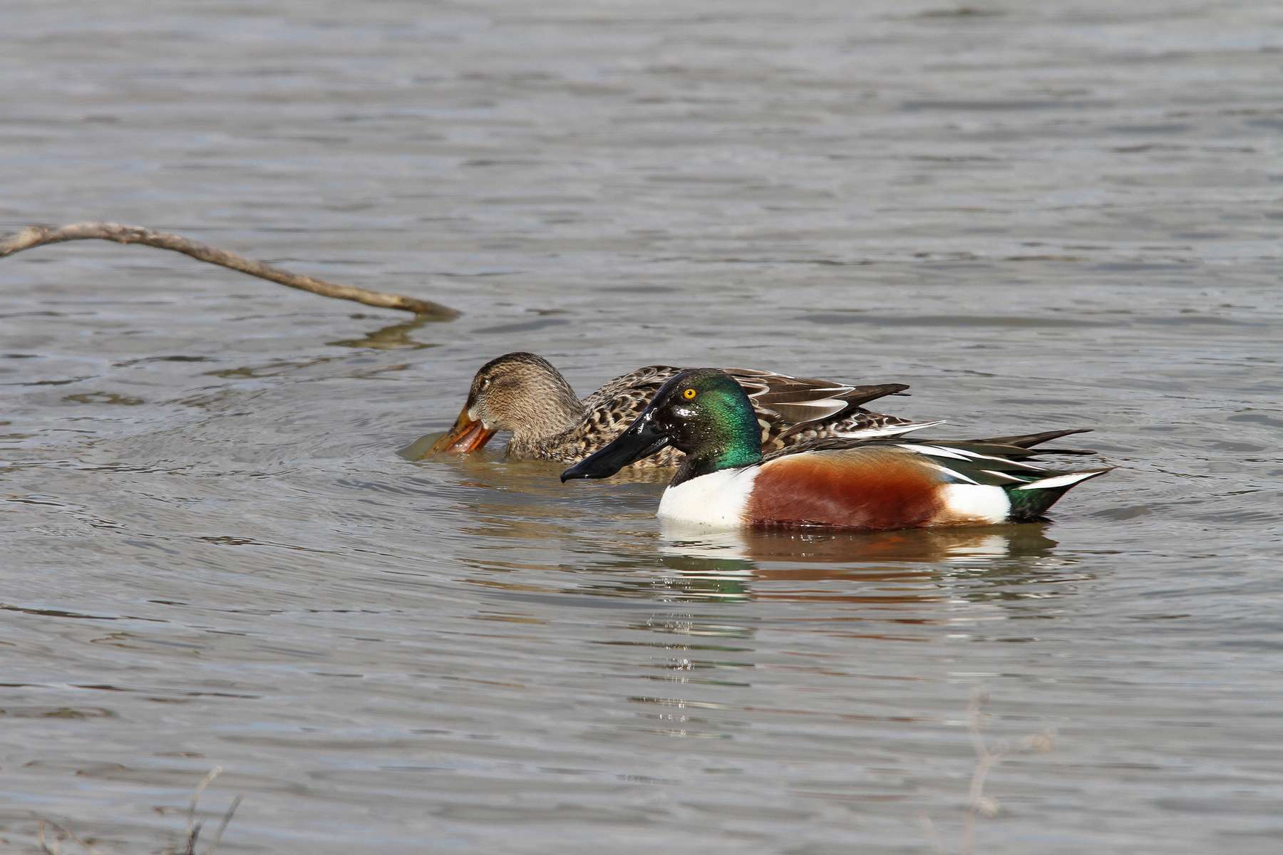 Canard souchet (mâle et femelle)