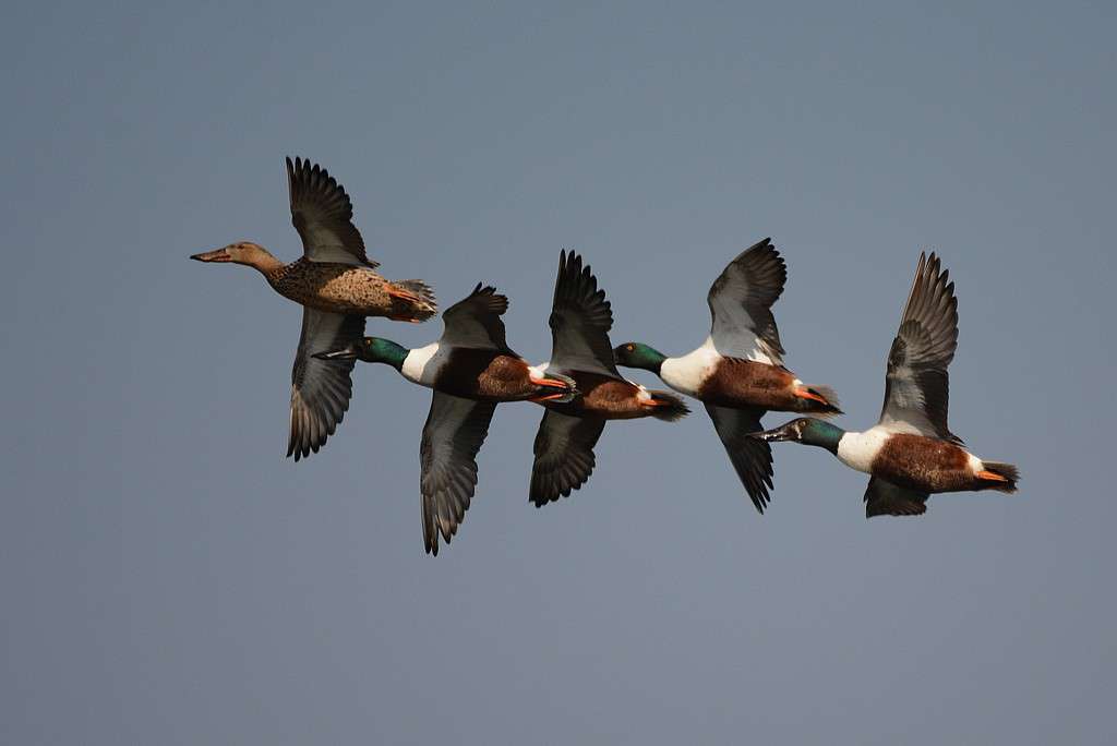 Canard souchet en vol (Crédits: Luciano_95)