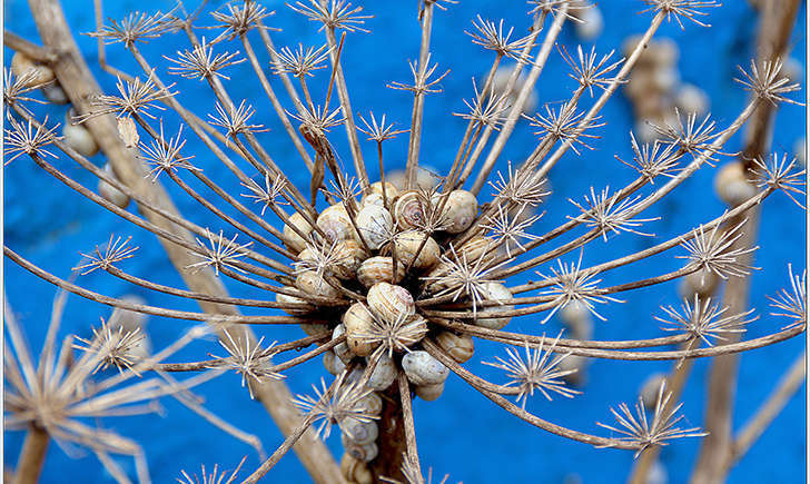 caragouille rosée (Crédit: Manuel - flickr)