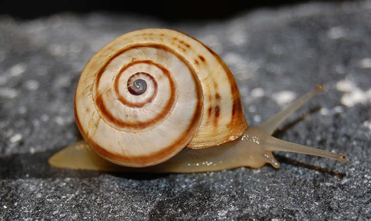 caragouille rosée (Crédit: tatogra - flickr)