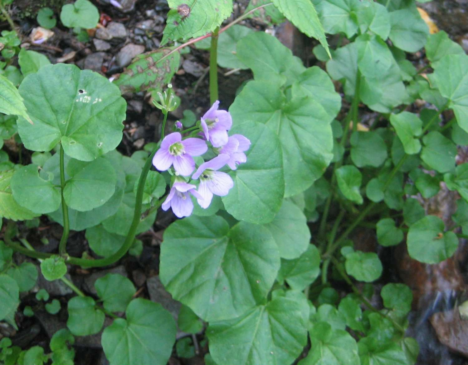 Cardamine à feuilles de radis (crédits: evelyne Liauzun)