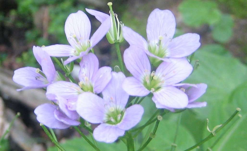 Cardamine à feuilles de radis (crédits: evelyne Liauzun)